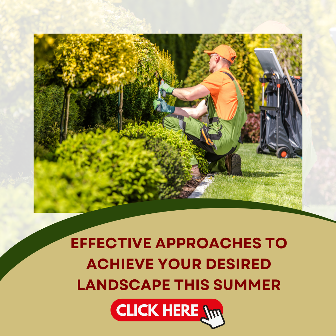Effective Approaches to Achieve Your Desired Landscape This Summer